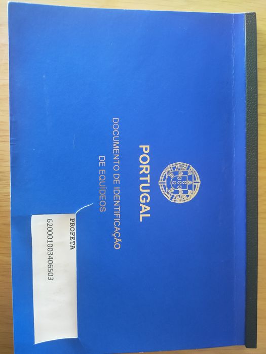 Cavalo  Puro sangue Árabe 5 anos