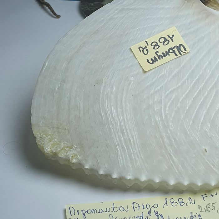 Muszla Argonaute argo OLBRZYM