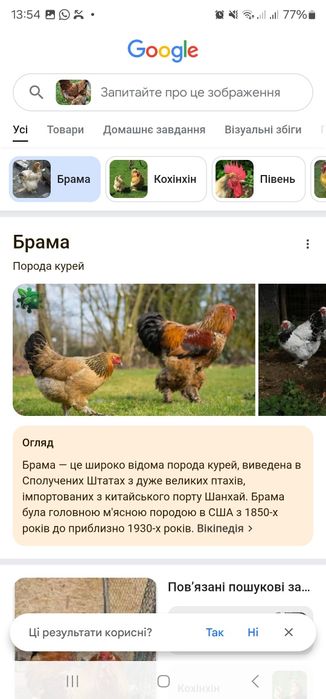 Продам півня породи Брама палева і курей