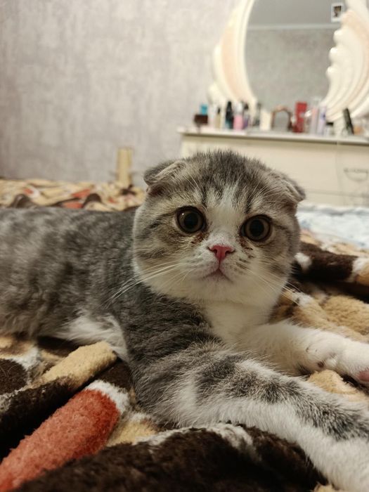 Кот ему 1 год ищет кошку