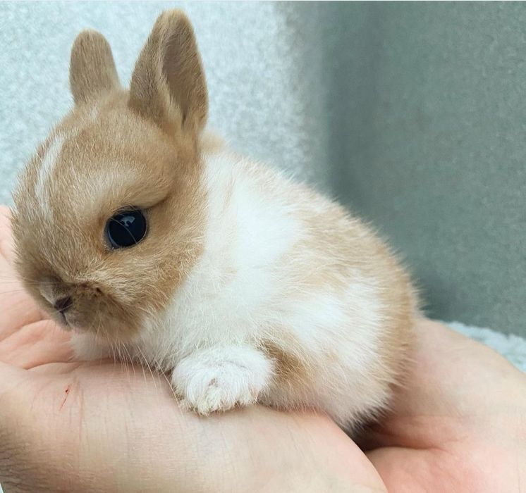 Coelhos anões adoráveis