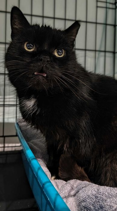 Nieśmiała Łapka w poszukiwaniu domu tymczasowego