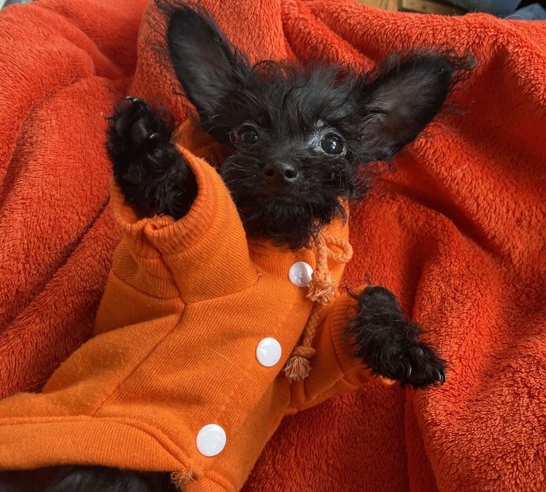 Той- пудель хлопчик