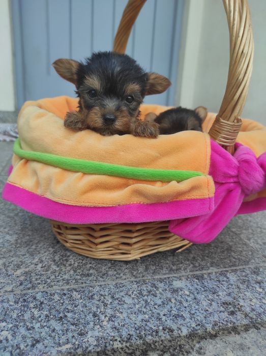 Yorkshire terrier  minis