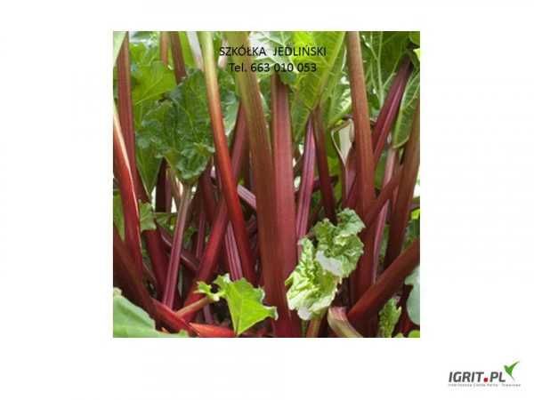 Sprzedam ,sadzonki, karpy nasiona rabarbaru.