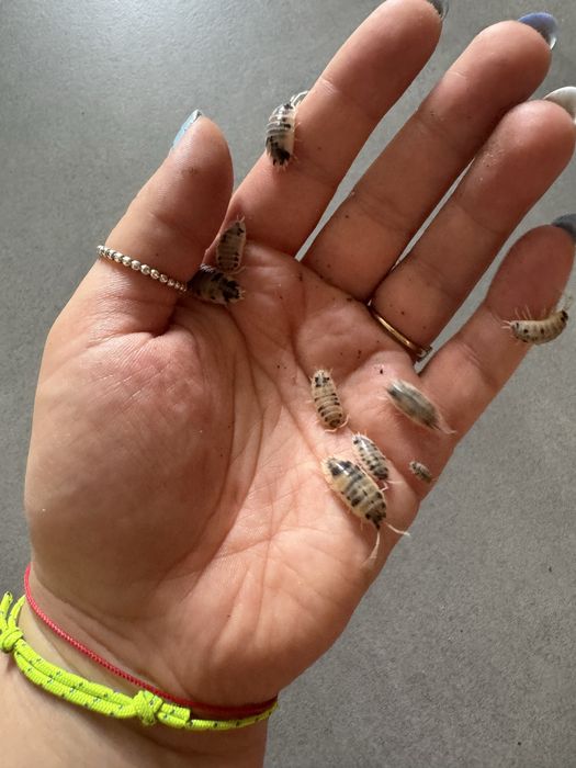 20 sztuk Równonogi isopody prosionki Porcellio laevis dairy cow