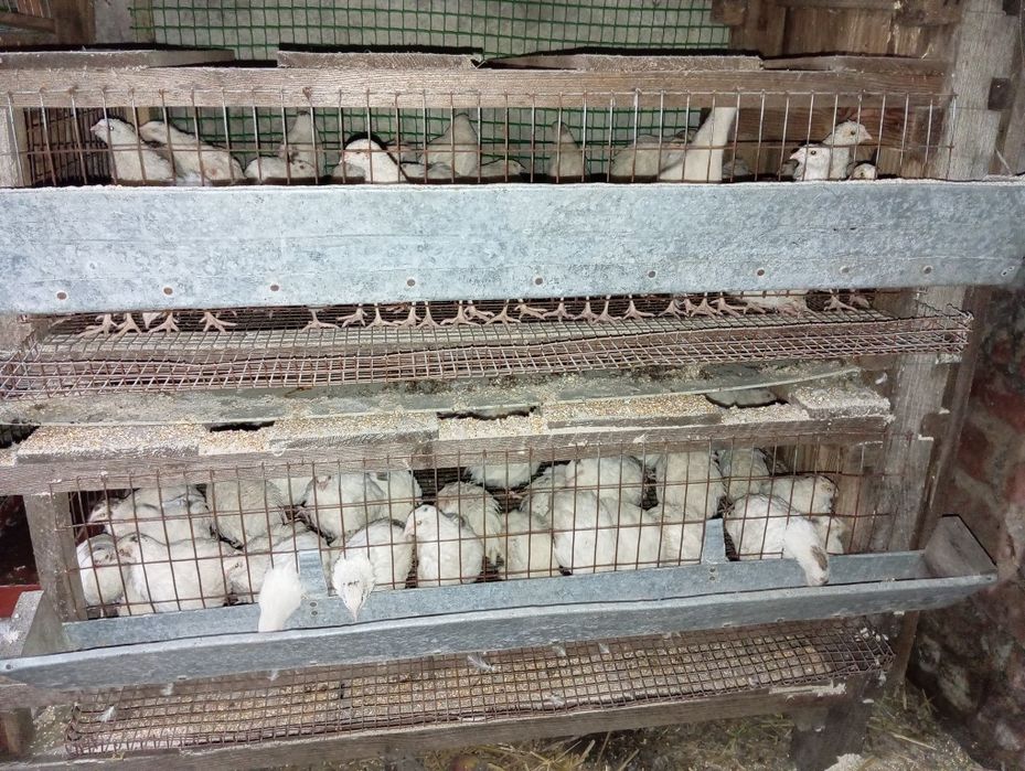 Перепелині яйця, тушки, жива птиця