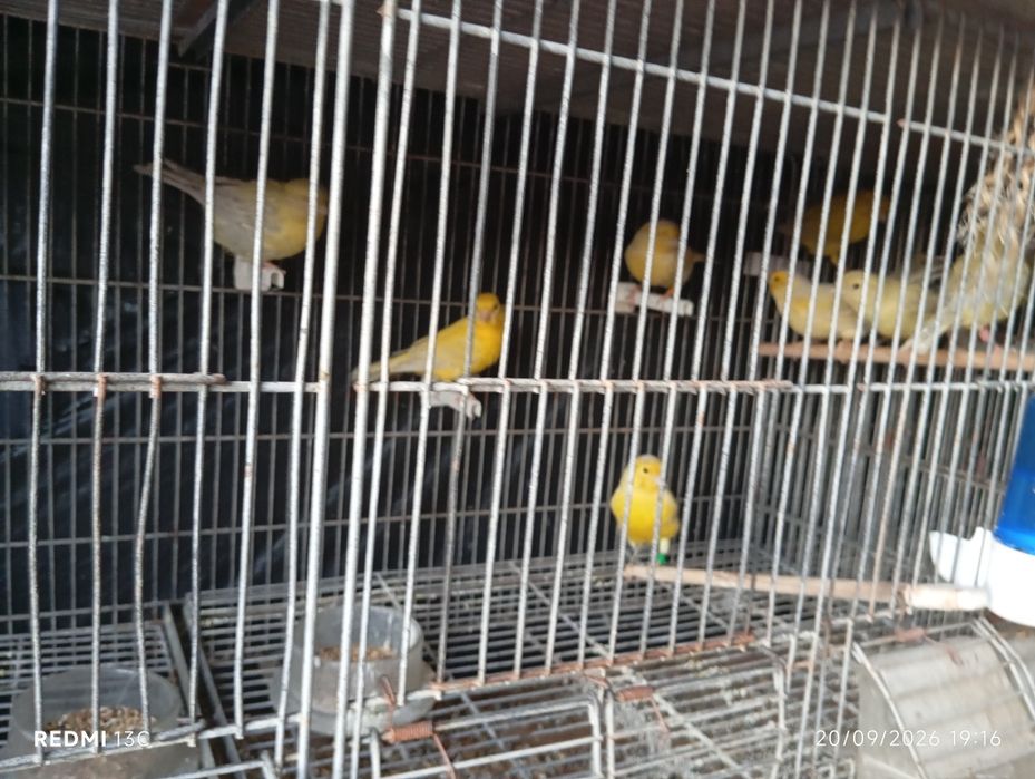 Canários ágata opala amarelo