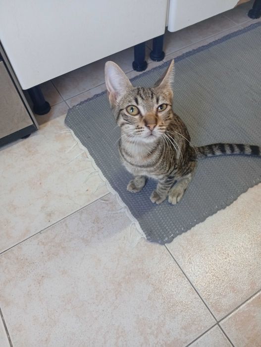 Dá -se gato com 5 meses