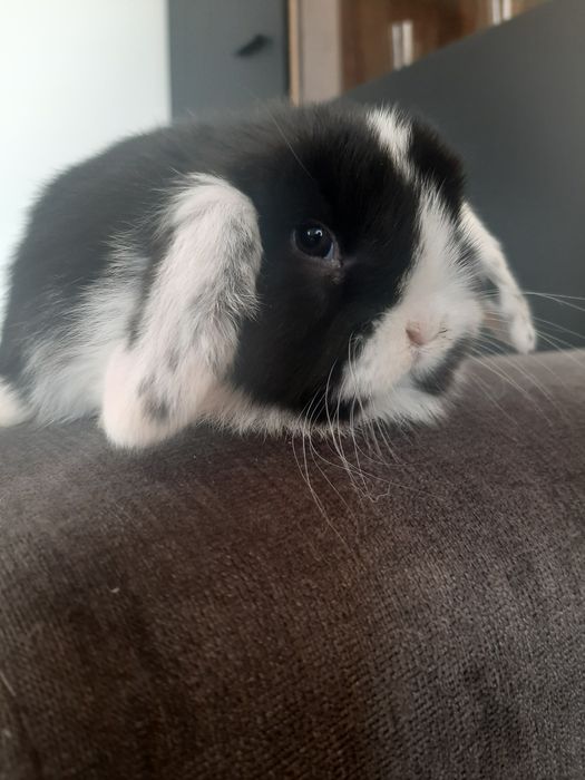 Kroliki baranek miniaturka karzelek mini lop