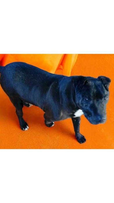 Amstaff- GRZECZNY,domowy, SPOKOJNY (adopcja)