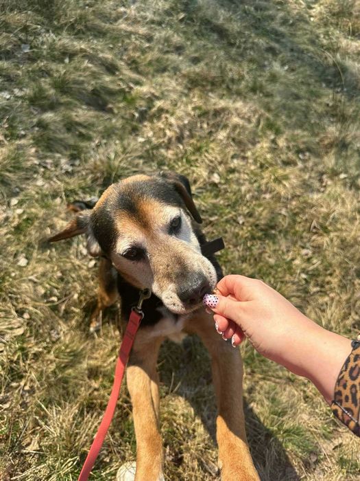 Ludwik psiak do adopcji 9l. 16kg