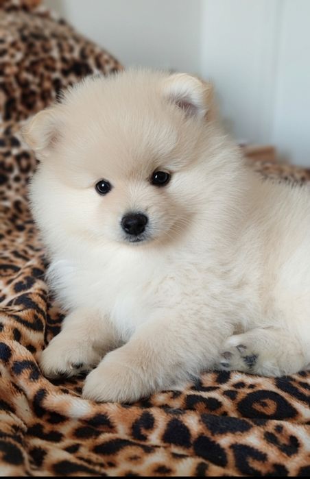 Boa, sou Beyota Spitz alemão anão e Lulu de Pomerânia