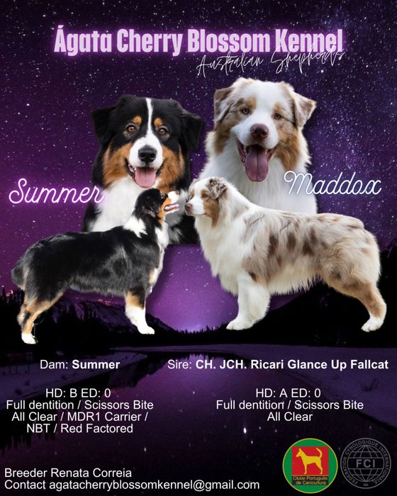 Pastor australiano com LOP