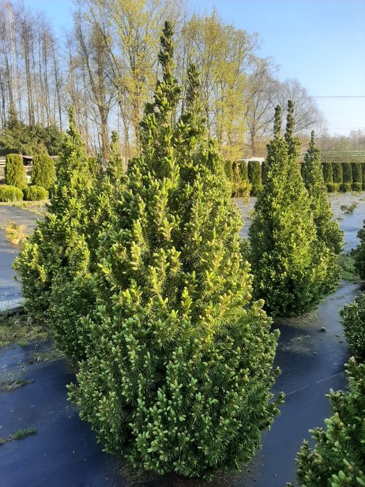 Świerk biały 'Conica' konika  (Picea glauca) od 20 do 110 cm kopany z gruntu