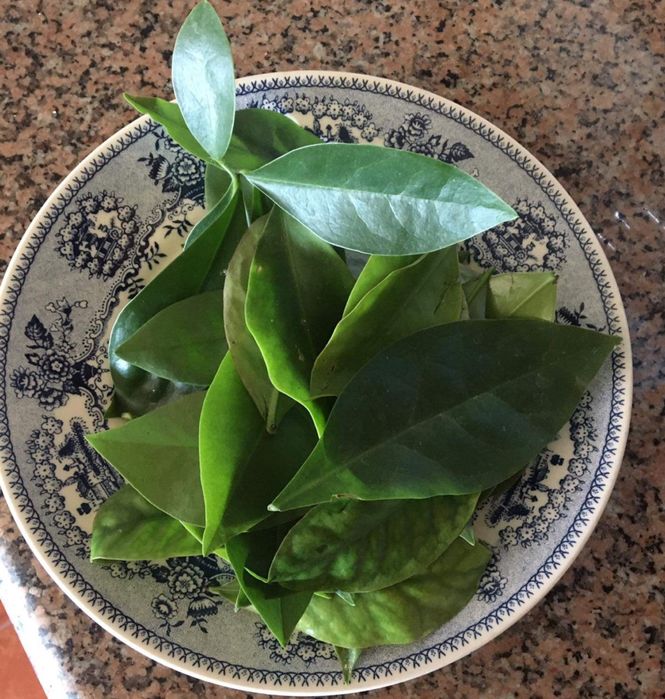 !!PROMOÇÃO!! Ora Pro Nóbis (Folhas)