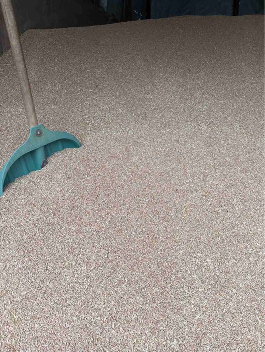 Продам чистую  пшеницу