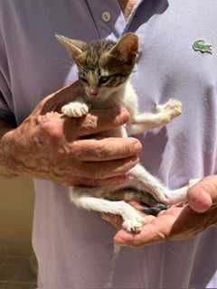 Dá-se Gatinho para companhia.