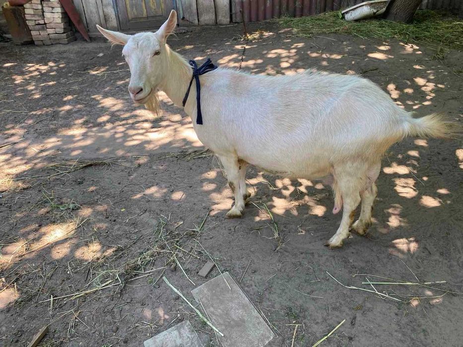 Коза біла, безрога Студеники