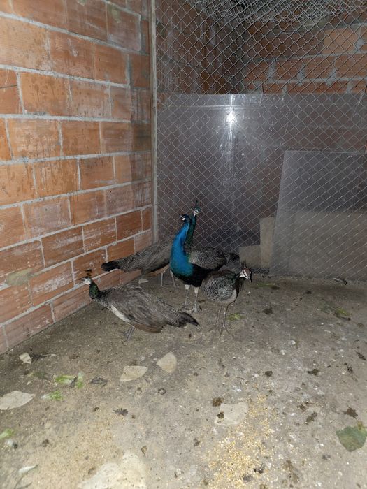 Vendo pavões

um macho branco, 
reprodutor