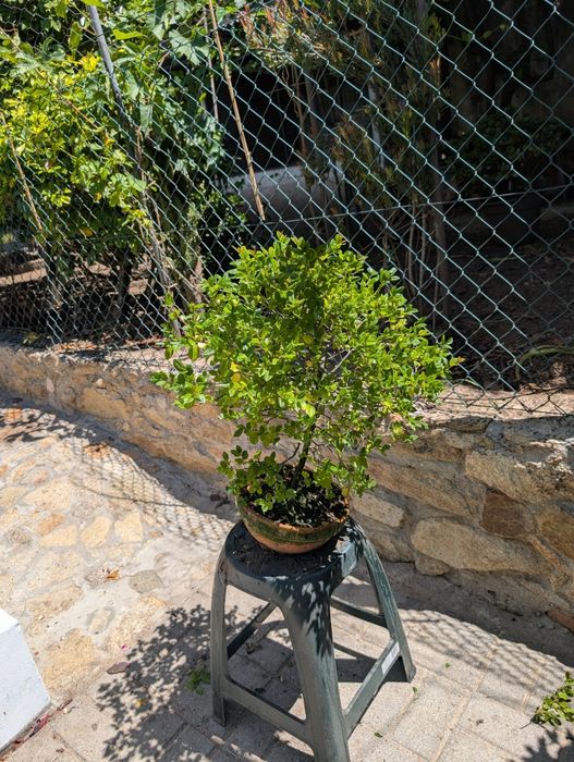 Bonsai Sageretia 3 anos