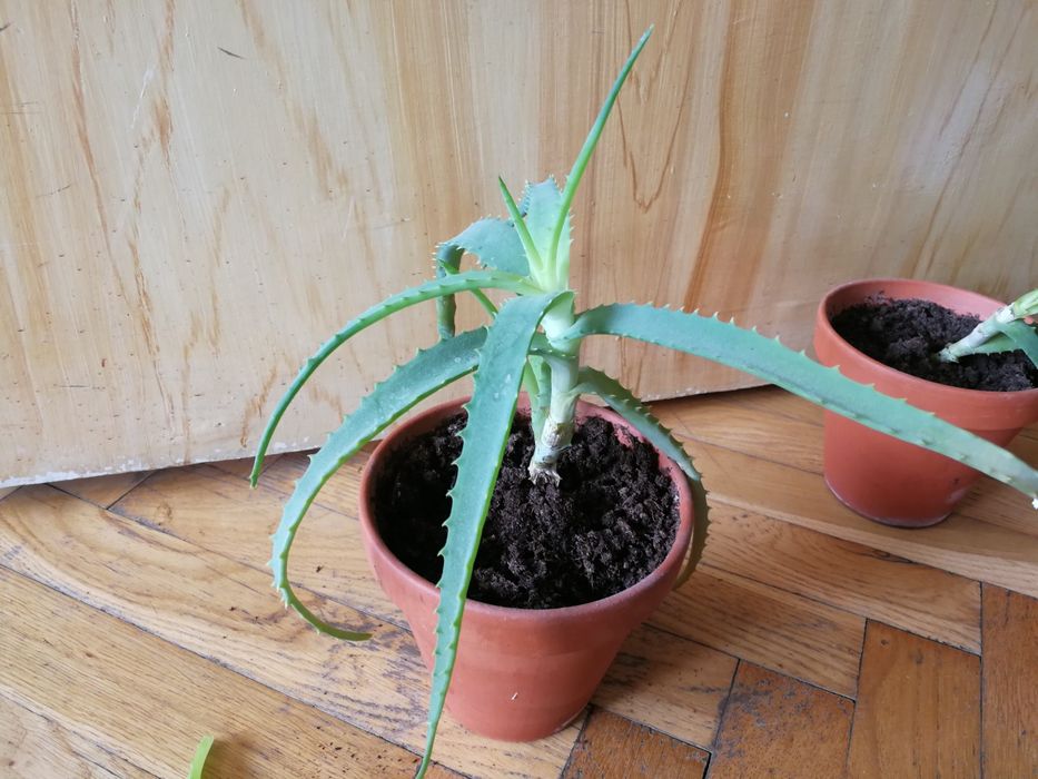 Aloes z sadzonką