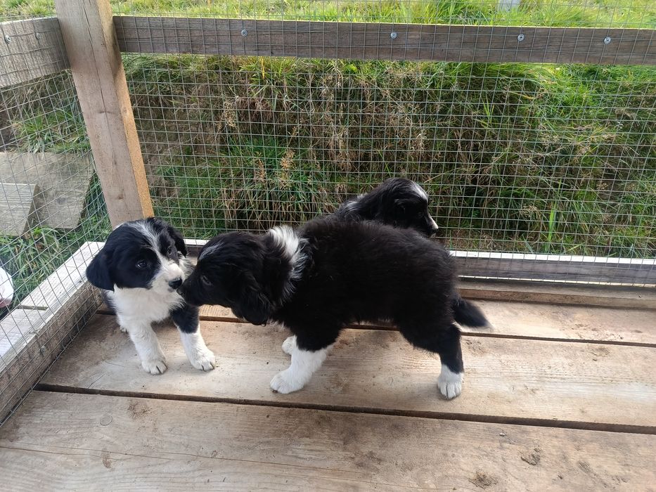 Szczeniaki border collie
