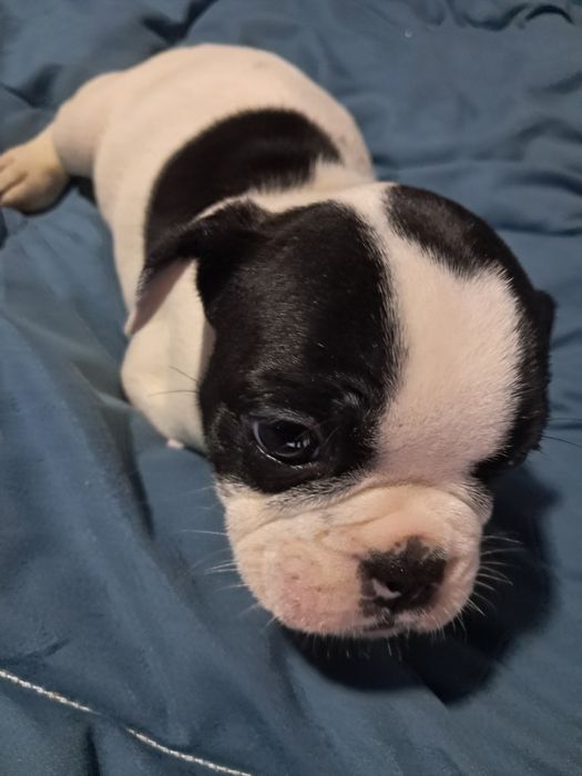 Bulldog frances fêmea na zona de Aveiro