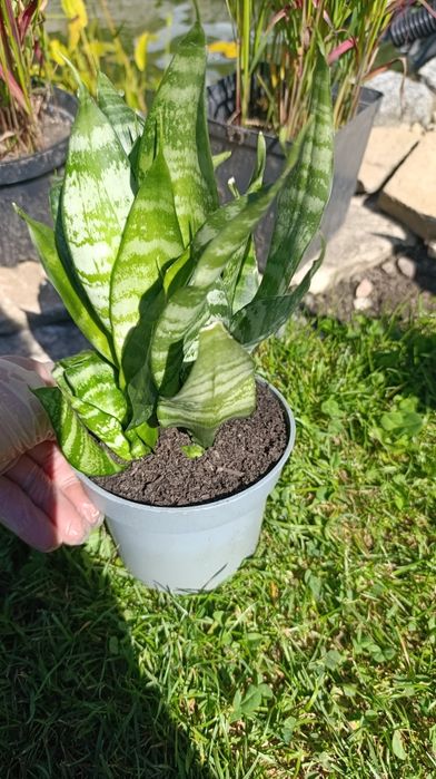 sansewieria zeylanica kwiatek