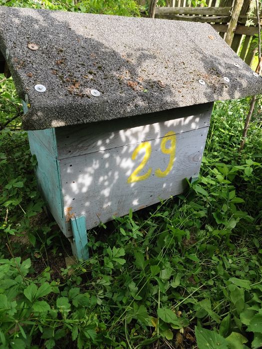 Ule warszawskie zwykłe