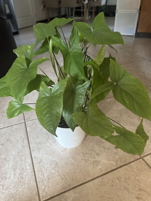 Syngonium podophyllum (zroślicha stopowcowa)