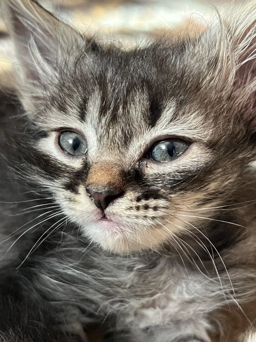 Шотландские котята окрас Табби