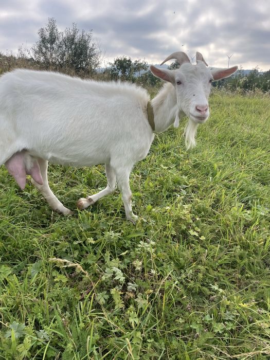 Продам хорошу козу  , добре дійна !