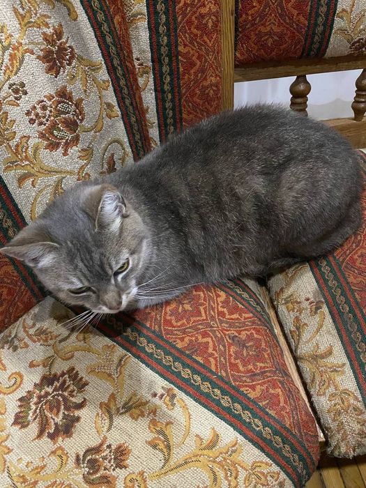 Віддам кота в добрі руки