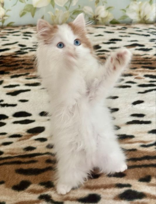 Синьоокий  шотландський красень