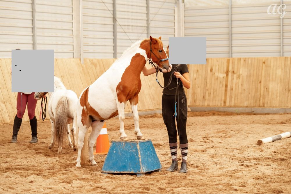 Kucyk wałach do dobrego domu