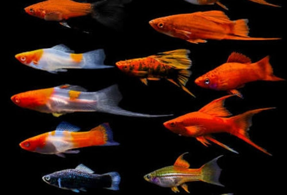 Ryby akwariowe Mieczyki 4-10cm