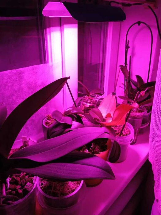 LED фітопрожектори для рослин