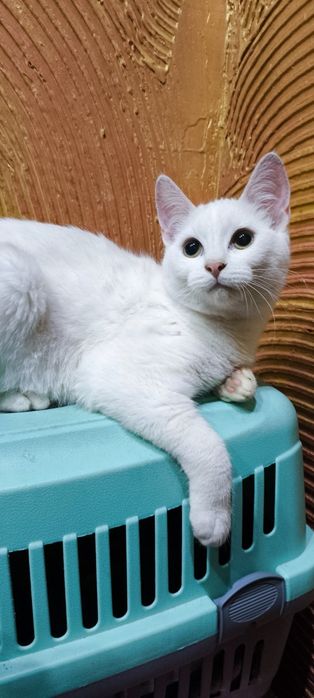 Британська біла короткошерстна