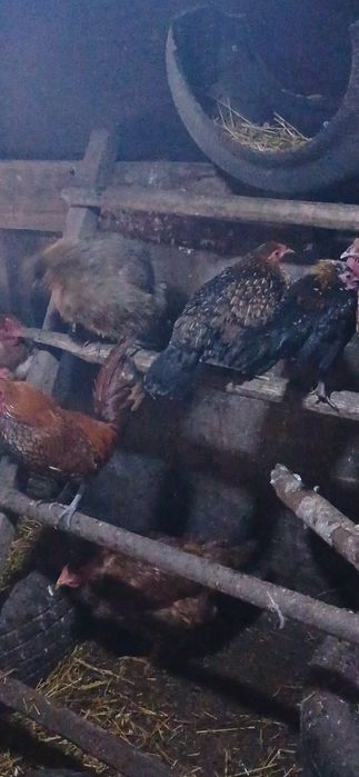 продам китайских курочек