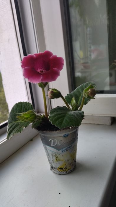 Глаксиния в пластиковом стаканчике