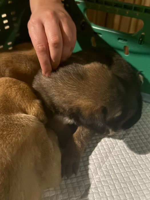 Cães bebés para adoção responsável