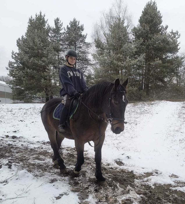 klacz, koń pod siodło, do zaprzęgu