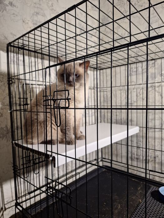 Перетримка тварин  Київ цілодобово зооотель передержка