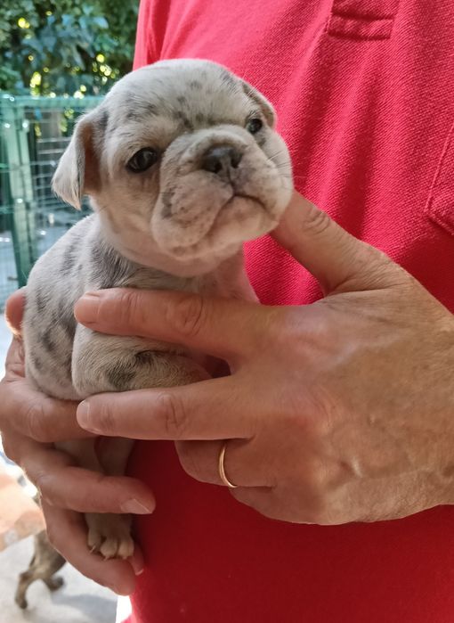Bulldog francês merle