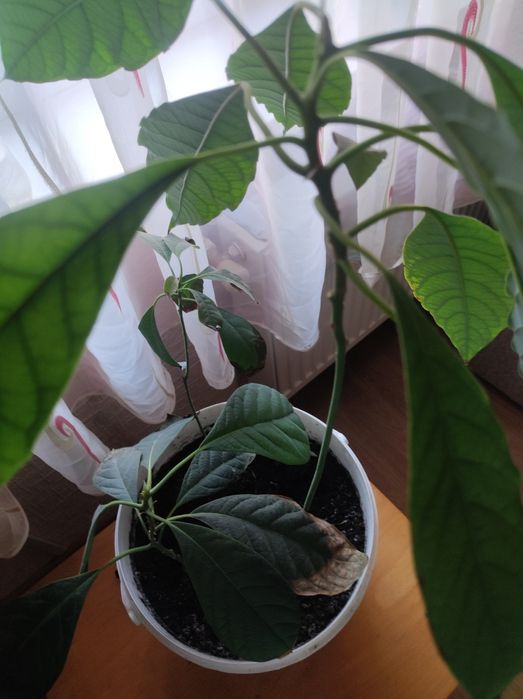 Паросток авокадо