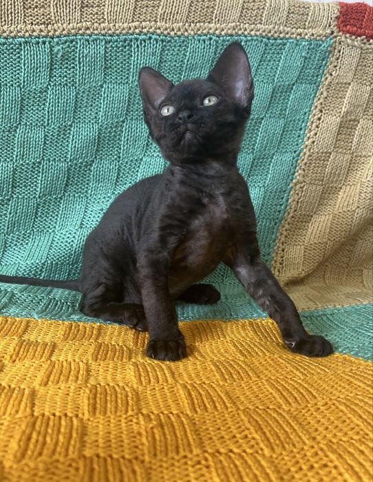 Дівчинка Девон Рекс/Devon Rex