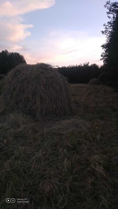 Продам сіно 2024 року