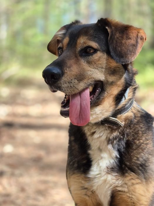 Fred - Delikatny piesek szuka domu  / do adopcji