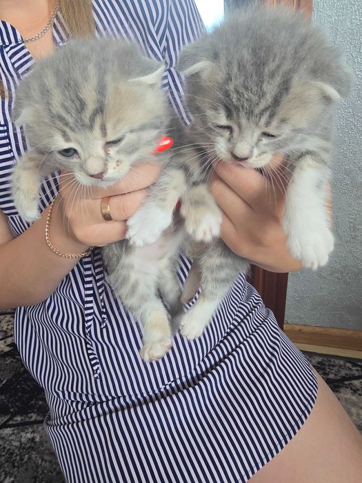 Продам котиків шотланська висловушка сіра
